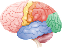 Cancer and Reaction of the Human Mind